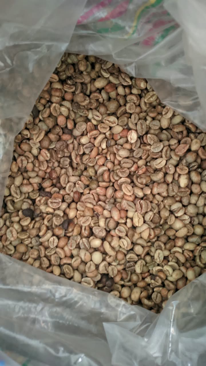 Green Bean Robusta Gayo