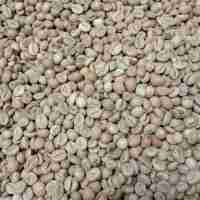 Green Bean Robusta G1